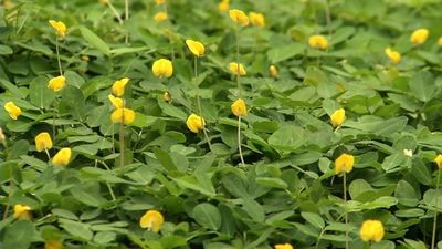 Arachis glabrata, Golden Ornamental Peanut, Perennial Peanut:1G