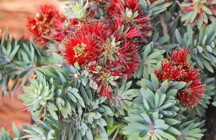 Callistemon viminalis 'LJ1', Weeping Bottlebrush 'Better John': 3G