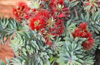 Callistemon viminalis 'LJ1', Weeping Bottlebrush 'Better John': 3G