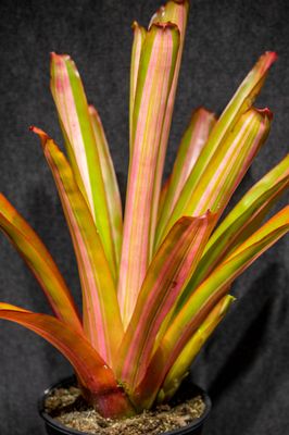 Aechmea blanchetiana, Bromeliad: 1G