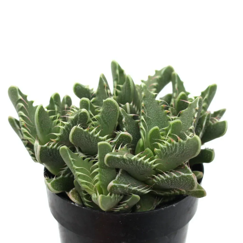 Faucaria tigrina, Tiger's Jaw, Tiger Jaws