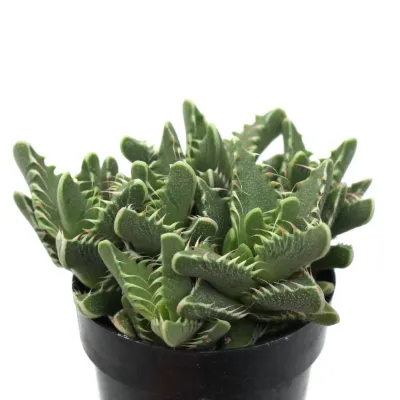 Faucaria tigrina, Tiger's Jaw, Tiger Jaws