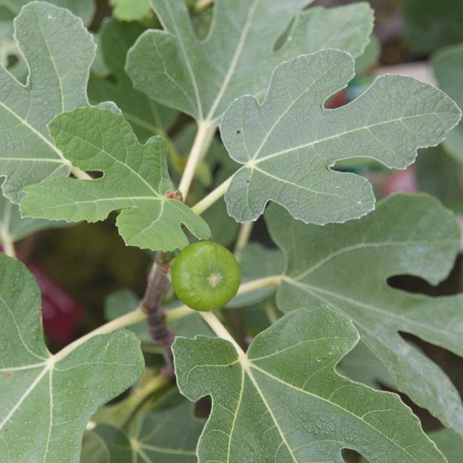 Ficus carica 'Brown Turkey', Fig Tree (Edible): 3G