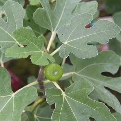 Ficus carica 'Brown Turkey', Fig Tree (Edible): 3G