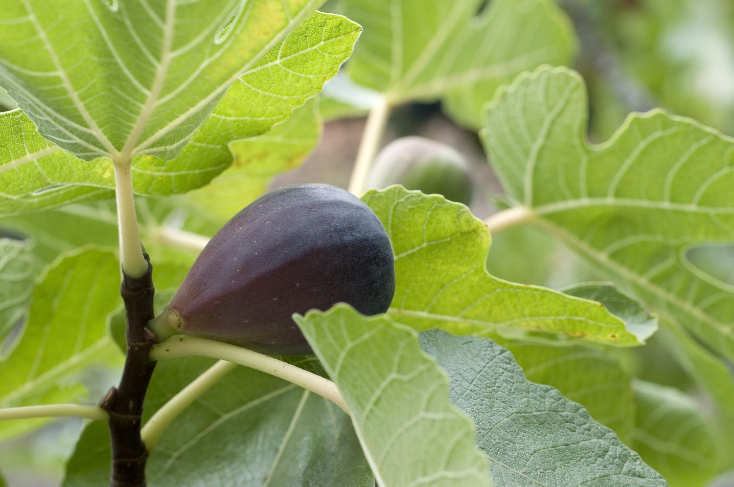 Ficus carica 'Black Mission', Fig Tree (Edible): 3G