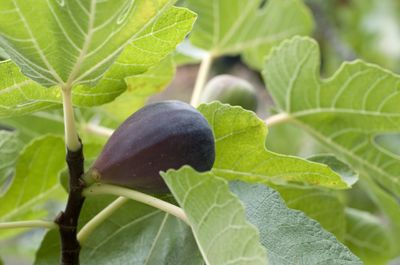 Ficus carica 'Black Mission', Fig Tree (Edible): 3G