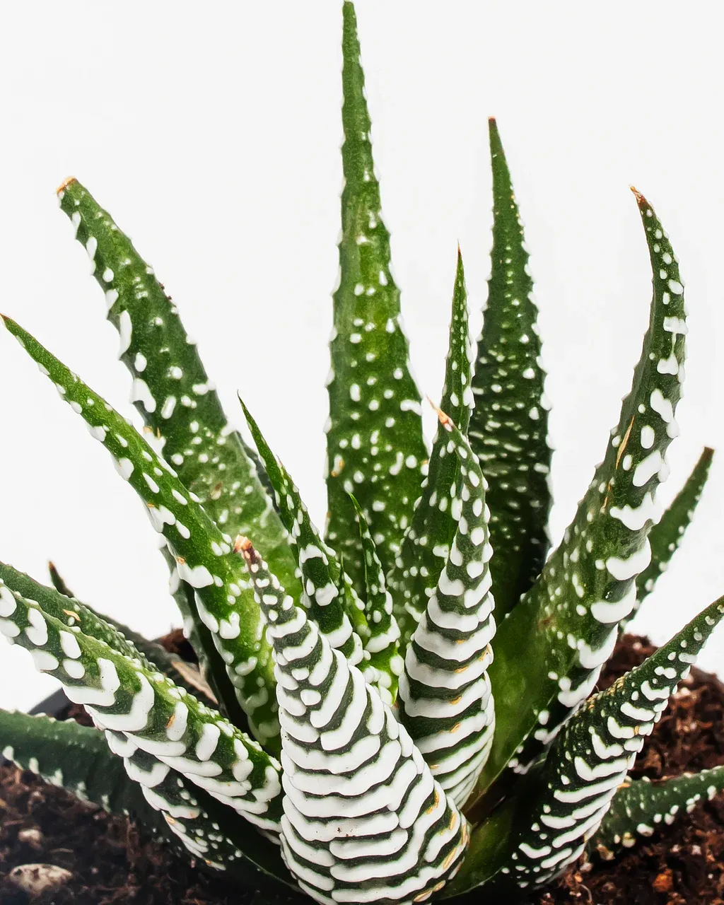 Haworthia, Zebra Cactus