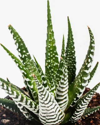 Haworthia, Zebra Cactus