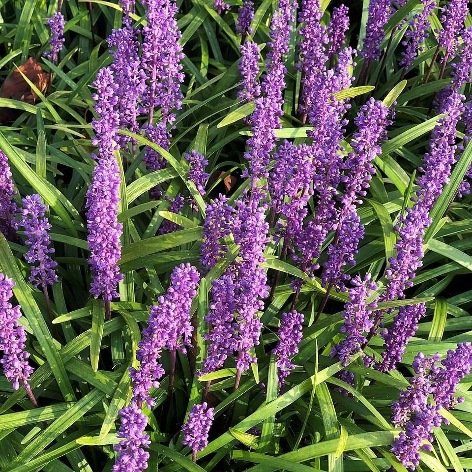 Liriope Muscari 'Super Blue', Lilyturf: 1G