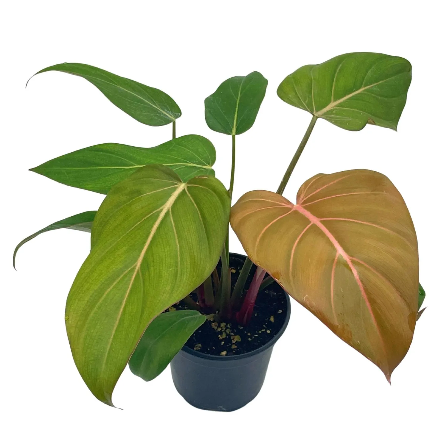 Philodendron 'Summer Glory': 3G