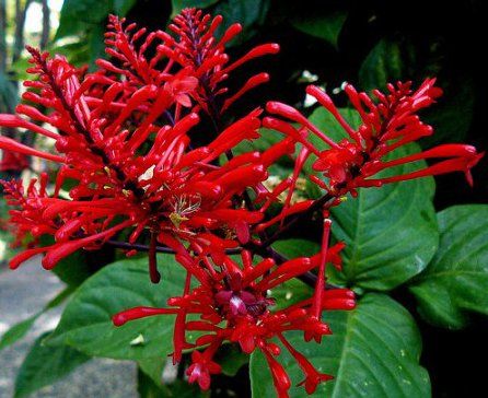Odontonema strictum 'Red', Firespike Red, Odontonema cuspidatum: 3G