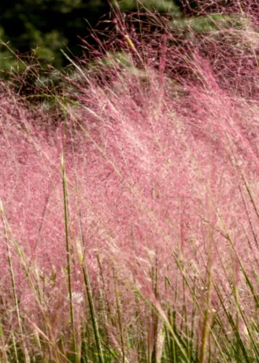 Muhlenbergia capillaris, Gulf Coast Muhly Grass, Hair-awn muhly, Pink Muhly Grass: 3G