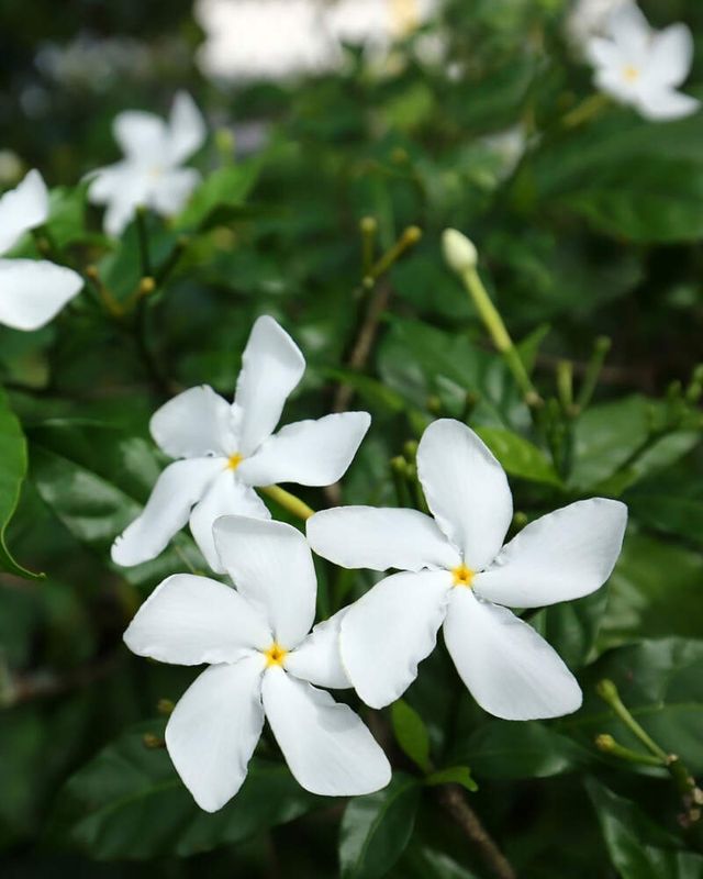 Tabernaemontana divaricata 'Pinwheel Jasmine': 3G