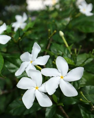 Tabernaemontana divaricata 'Pinwheel Jasmine': 3G