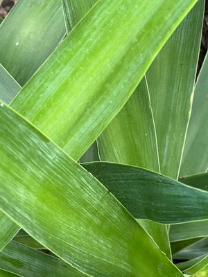 YUCCA: 3G Bush