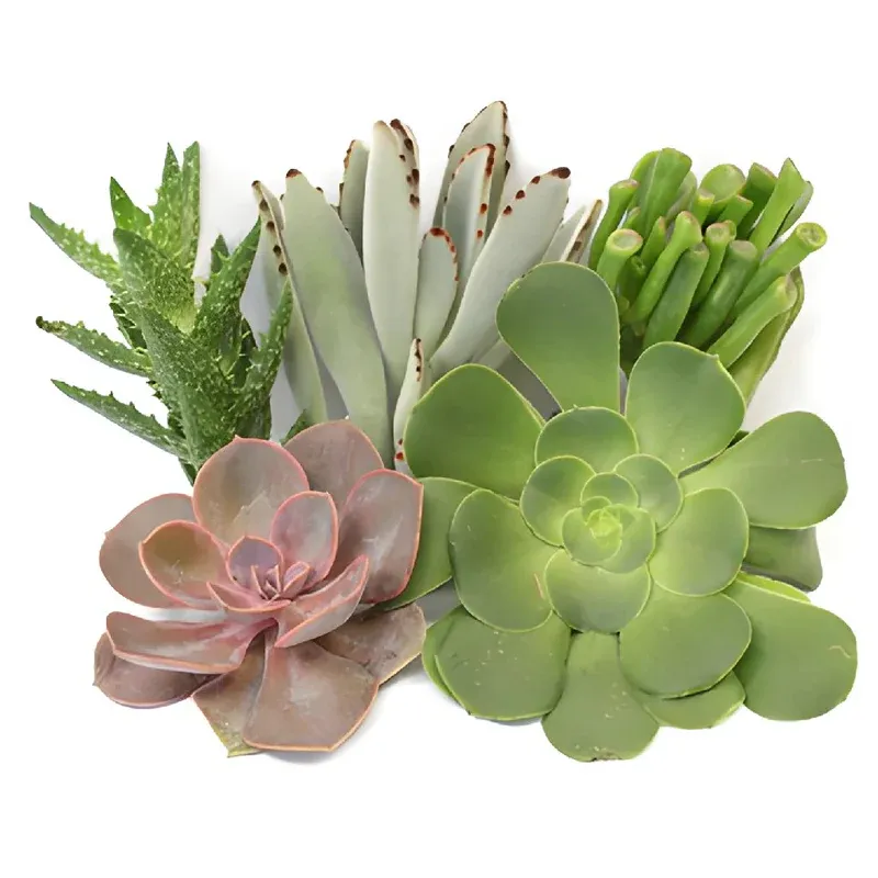 Succulents - Assorted