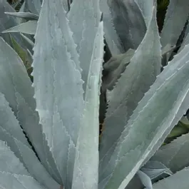 Agave americana, American century plant: 3G
