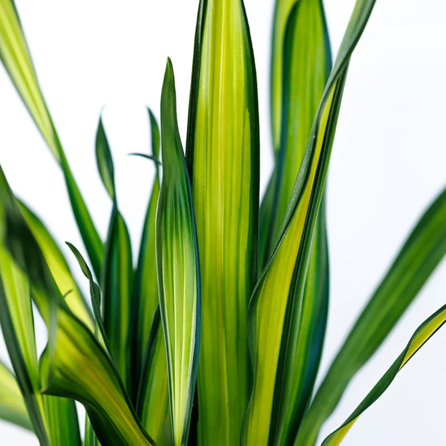 Dracaena deremensis 'Rikki', Striped Dracaena: 3G