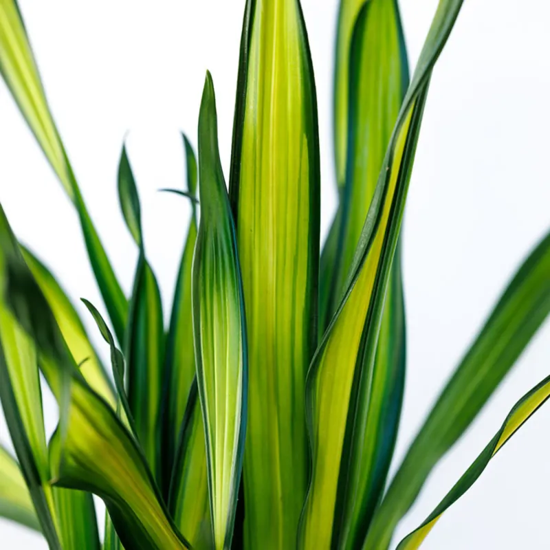Dracaena deremensis 'Rikki', Striped Dracaena: 3G