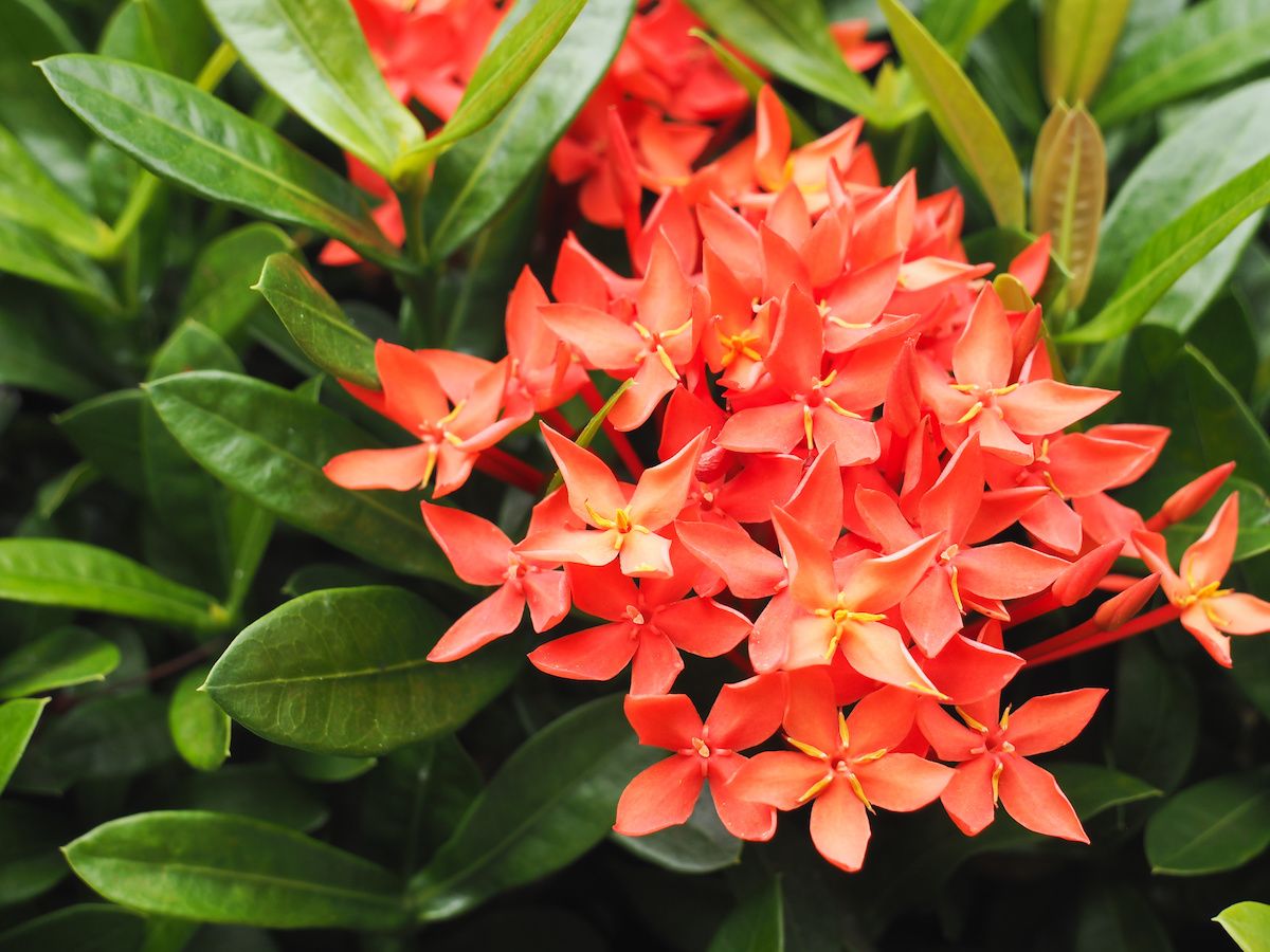 Ixora coccinea 'Maui Red', Flame of the Woods, Jungle Flame, Jungle Geranium: 3G Bush