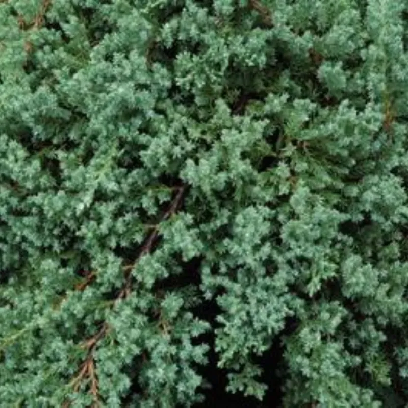 Juniperus procumbens 'Nana'- Topiary Oriental Staked, Japanese Garden Juniper: 5G