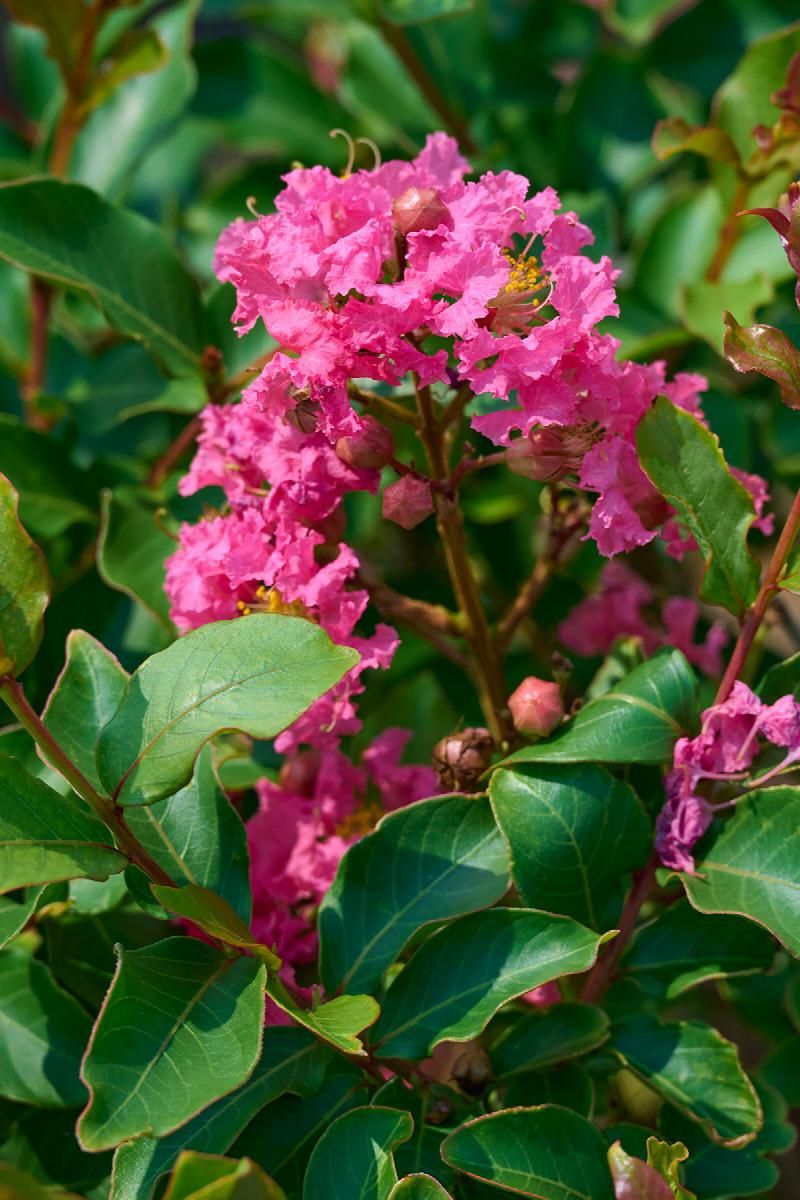 Lagerstroemia fauriei 'Tuscarora', Japanese Crape Myrtle: 30G Multi