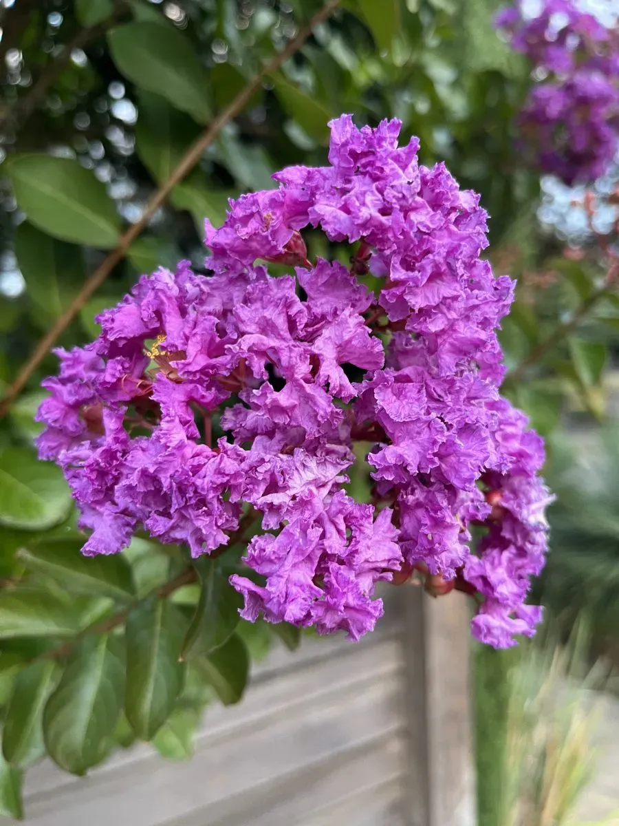 Lagerstroemia indica 'Catawba', Crape Myrtle: 30G Multi