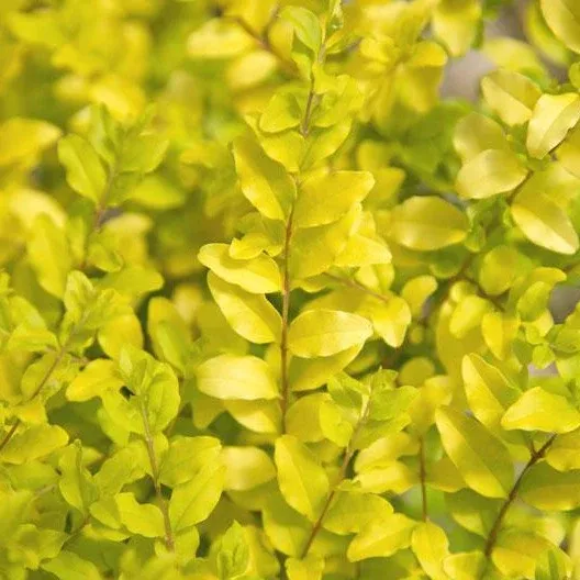 Ligustrum sinense 'Sunshine', 'Sunshine' Ligustrum: 3G