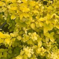 Ligustrum sinense 'Sunshine', Chinese Privet: 7G