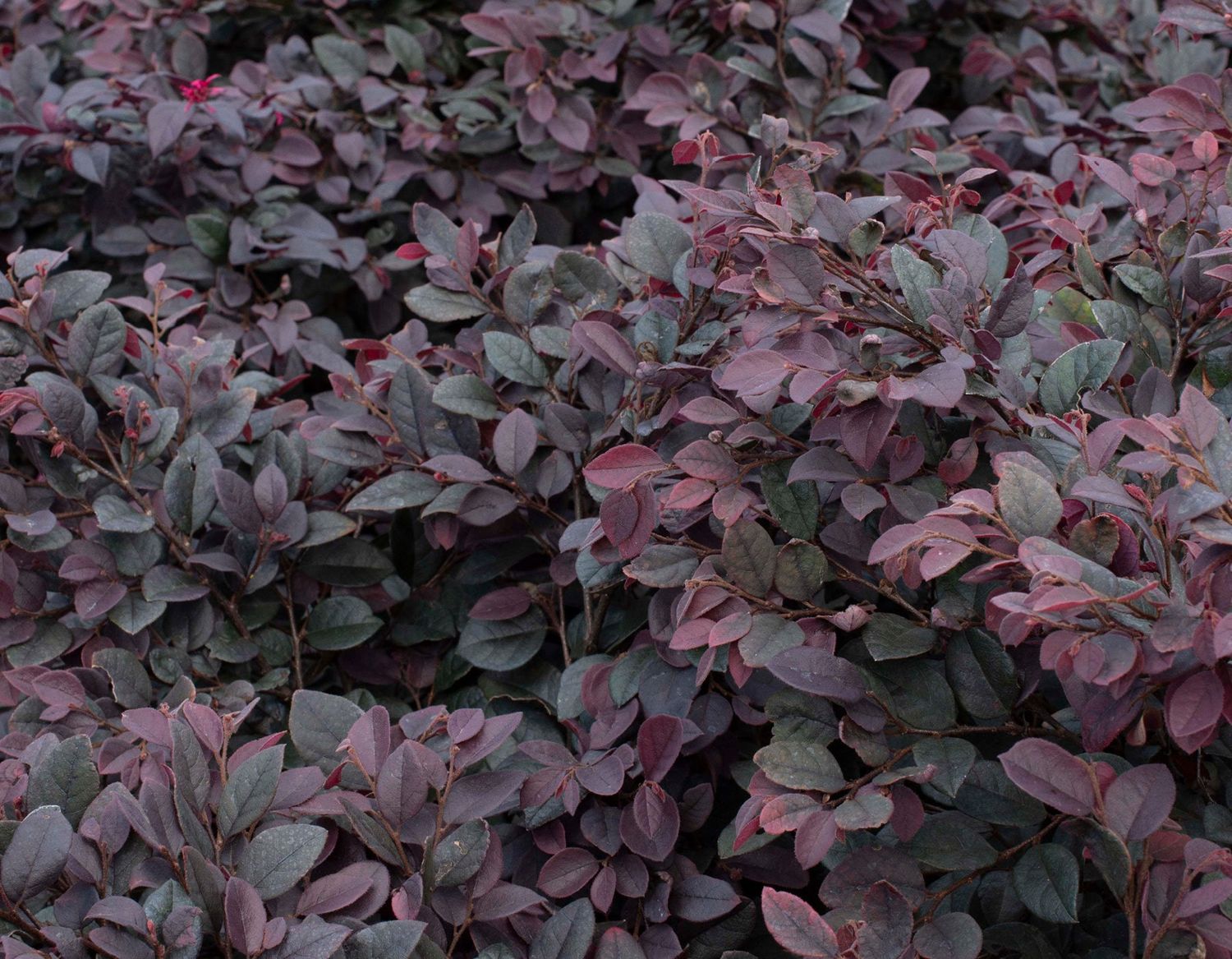 Loropetalum chinense 'Kurobijin', Cerise Charm Loropetalum: 3G