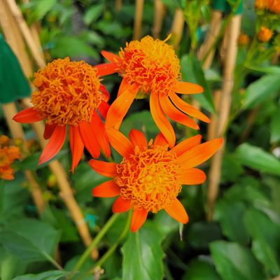Pseudogynoxys chenopodioides, Mexican Flame Vine, Senecio confusus: 3G
