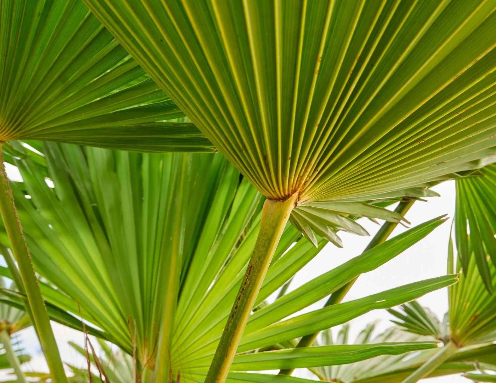 Sabal Palmetto, Cabbage Palm: Field Grown: FG