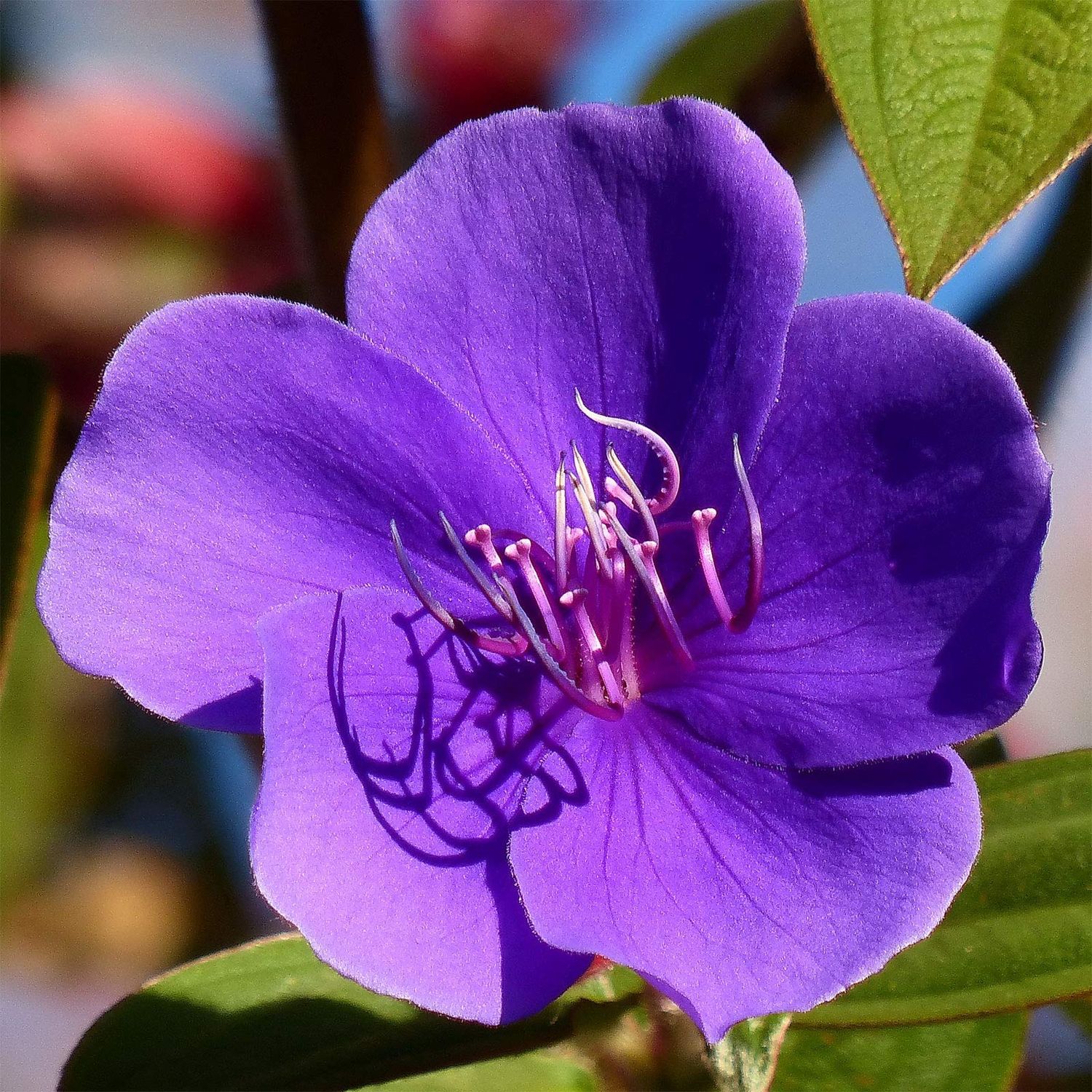 Tibouchina urvilleana 'Compacta', Glory Bush, Princess Flower, Tibouchina semidecandra: 3G