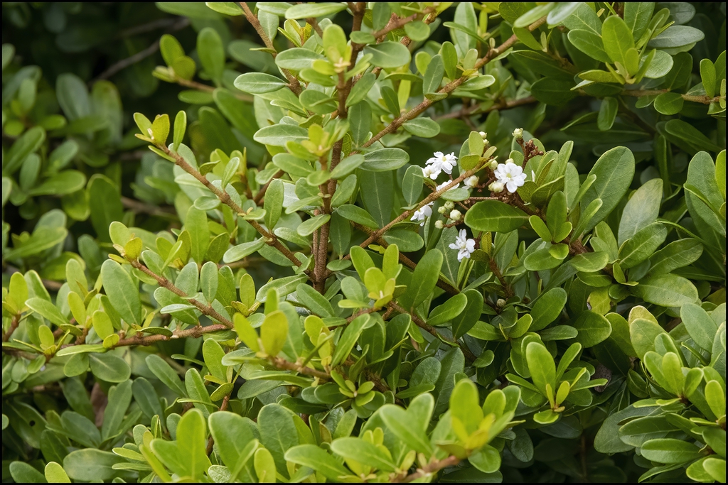 Viburnum obovatum 'Select', Walters Viburnum: 3G
