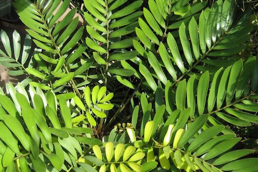 Zamia pumila, Zamia floridana, Coontie: 3G