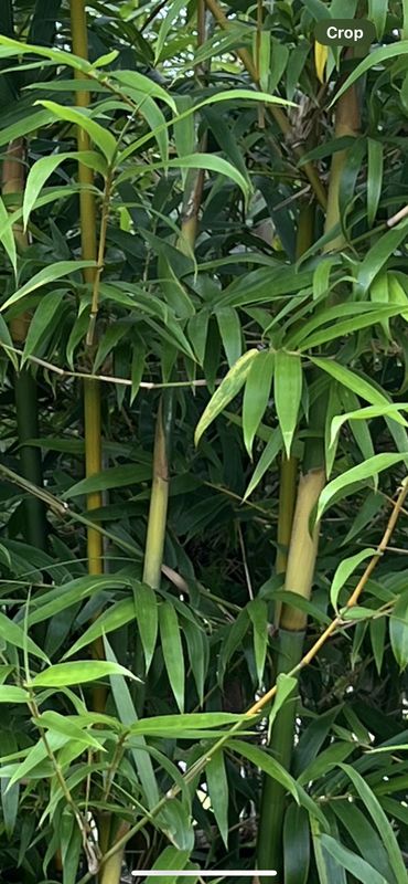 Bambusa textilis 'Gracilis', Graceful Bamboo, Weaver's Bamboo: 15G