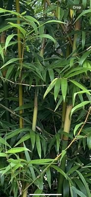 Bambusa textilis 'Gracilis', Graceful Bamboo, Weaver's Bamboo: 15G