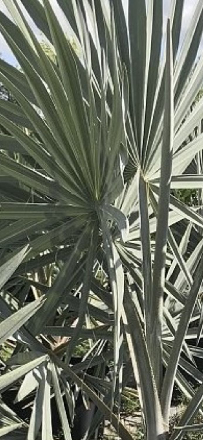 Bismarckia nobilis 'Silver', Bismarck Palm: 100G