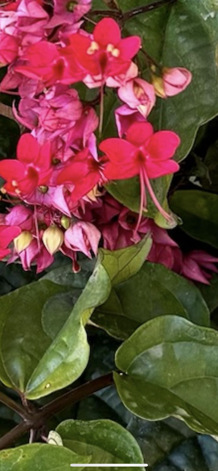Clerodendrum bungei, Glory Flower, bagflower, bleeding-heart: 3G