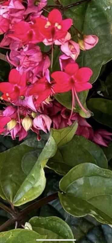 Clerodendrum bungei, Glory Flower, bagflower, bleeding-heart: 3G
