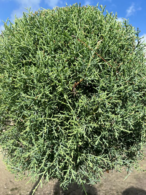 Cupressus arizonica glabra 'Carolina Sapphire: 7gal- 1Ball