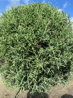 Cupressus arizonica glabra 'Carolina Sapphire: 7gal- 1Ball