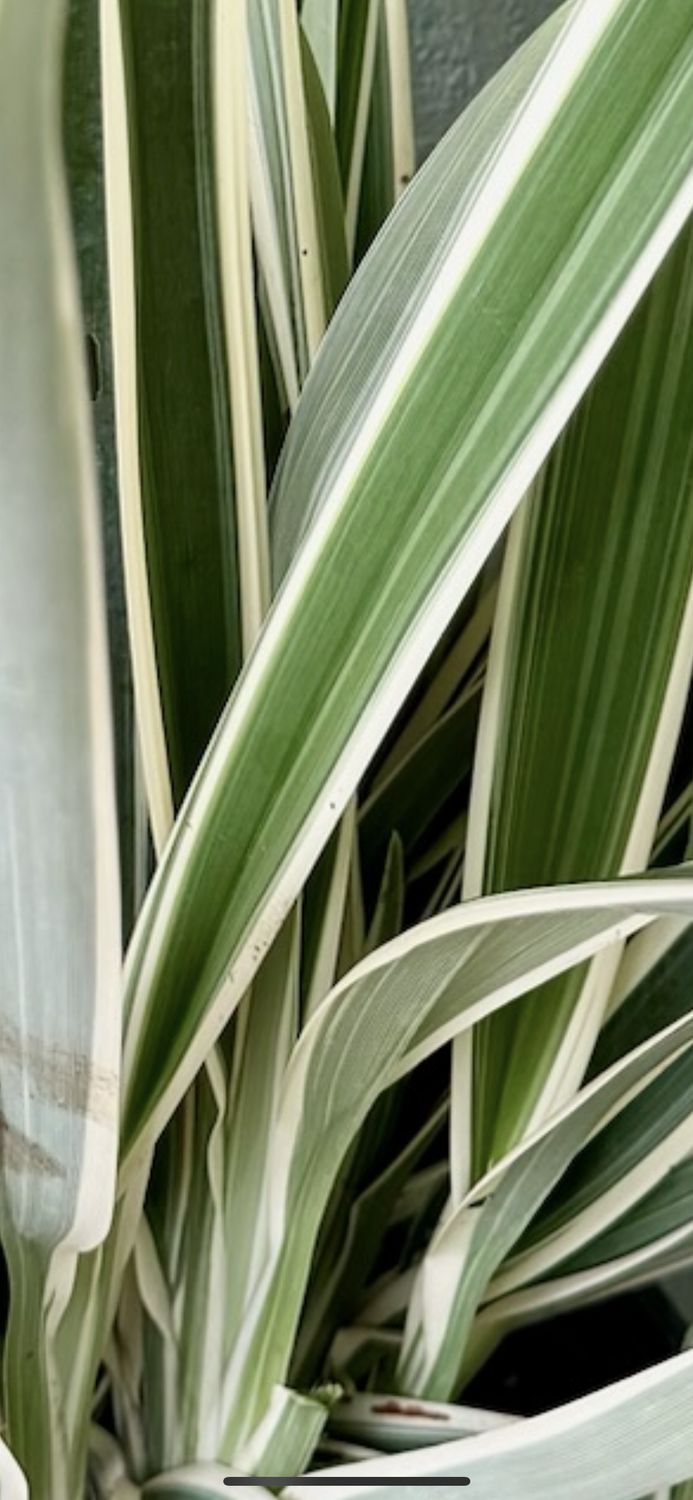 Dianella tasmanica 'Variegata', Flax Lily, Tasmanian Flax Lily