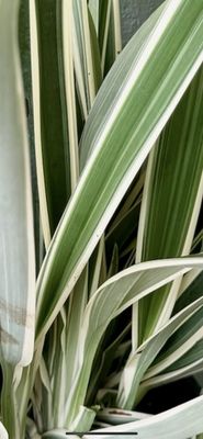 Dianella tasmanica 'Variegata', Flax Lily, Tasmanian Flax Lily