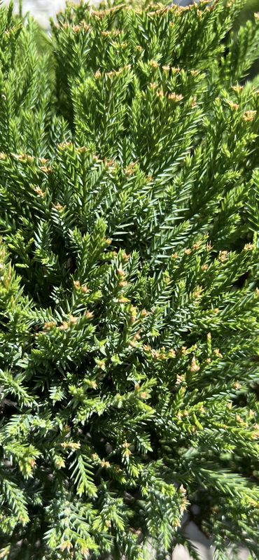 Juniperus chinensis 'Sea Green': 7gal- PomPom