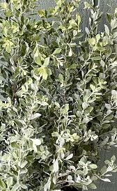 Leucophyllum frutescens, Texas Sage, Cenizo, Barometer Bush, Silverleaf, Purple Sage, Texas Ranger : 3G
