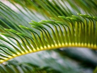 Phoenix roebelenii, Pygmy Date Palm, Roebelenii palm: 15G Triple