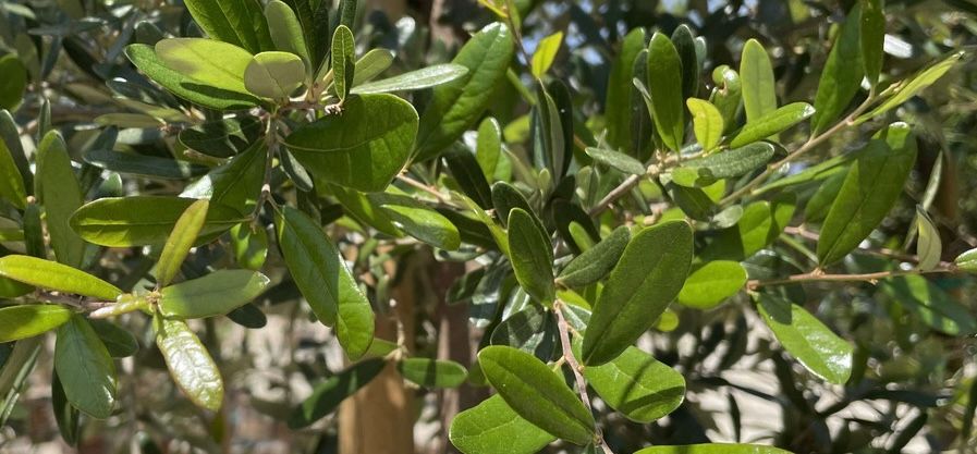 Quercus virginiana 'Sky Climber', Live Oak: 30G