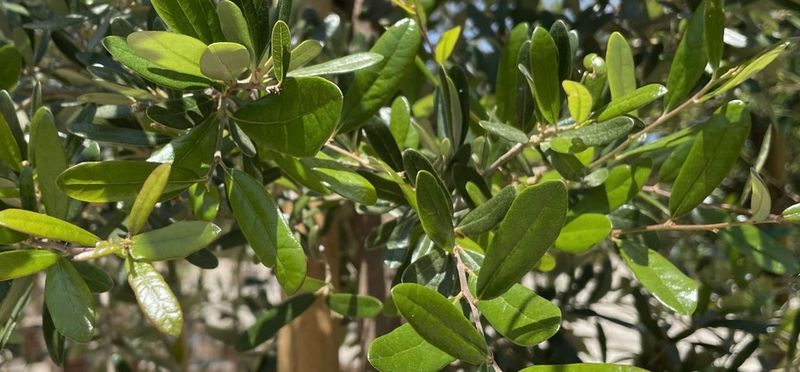 Quercus virginiana 'Sky Climber', Live Oak: 30G