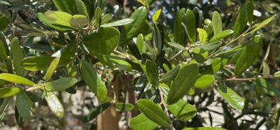 Quercus virginiana 'Sky Climber', Live Oak: 30G Quercus virginiana 'Sky Climber', Live Oak: 30G